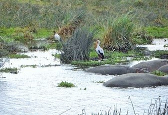 ngorongoro crater animals - wildlife tour tanzania